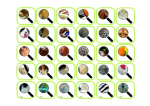 Animals through a magnifying glass - Image 2