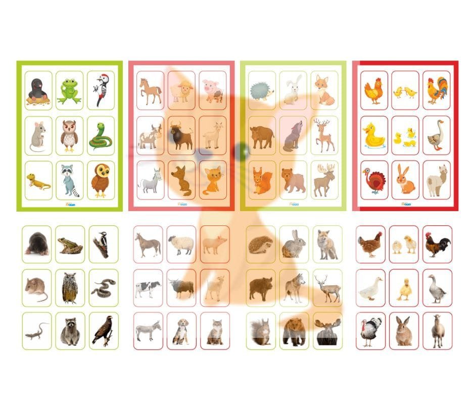 Lotto "Animale domestice și sălbatice " - imagine 2