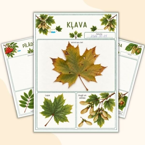 Mana koku lapu kolekcija